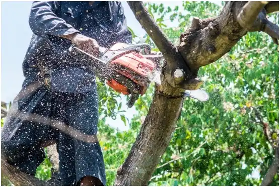 tree services Mauston